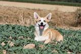 CORGI PEMBROKE 197